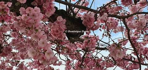 Prunus serrulata Amanogawa