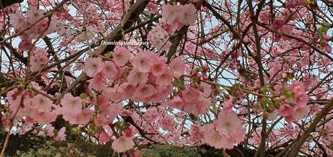 Prunus serrulata Amanogawa