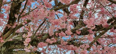 Prunus serrulata Amanogawa