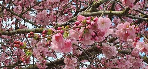 Prunus serrulata Amanogawa