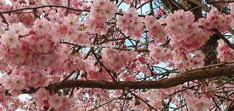 Prunus serrulata Amanogawa