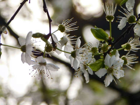 Japán kajszi