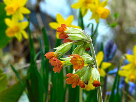 Tavaszi virágözön: primula, nárcisz, jácint