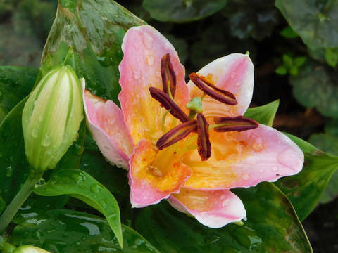 Liliom
