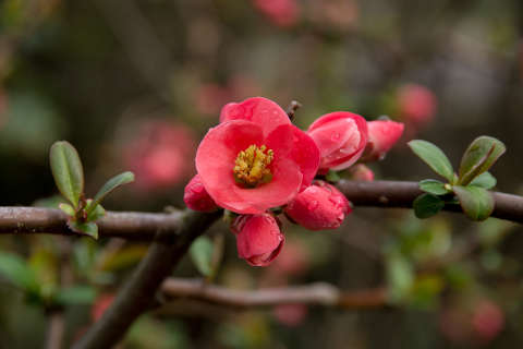 japán birs