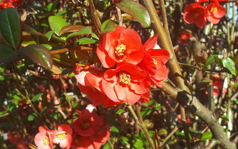 Japán birs