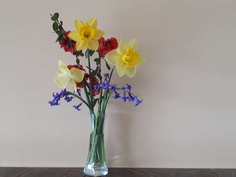 címlapfotó jácint nárcisz tavaszi virág