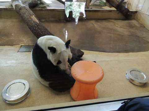 Panda mackó a Schönbrunni Állatkertben