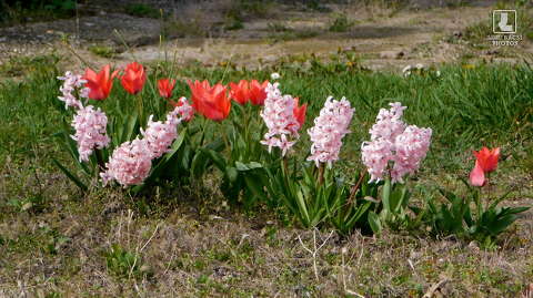 jácint, tulipán, tavaszi virág
