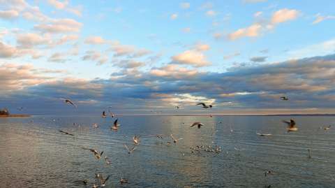 balaton magyarország sirály tó