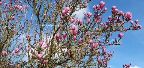 Magnolia