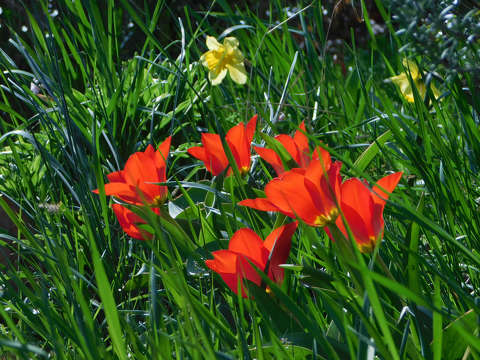 Komplementer tulipán