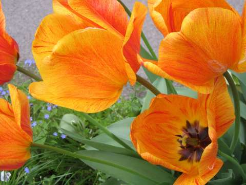 sárga tulipánok