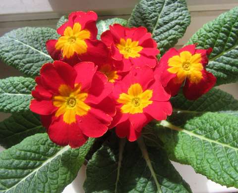primula