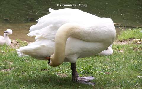 Cygne au Bord du Loiret