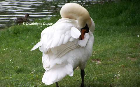 Cygne au Bord du Loiret