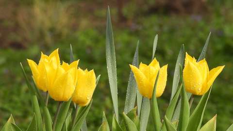 címlapfotó tavasz tavaszi virág tulipán
