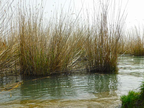 Balaton, Almádi