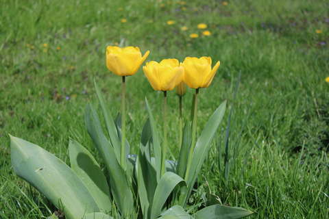 Tulipánok