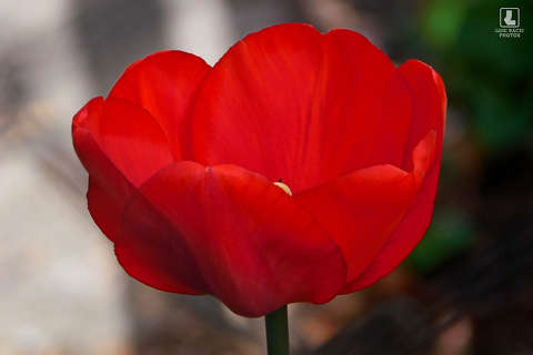 tulipán, kerti virág