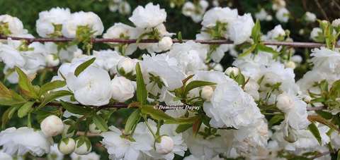 Prunus glanduleux