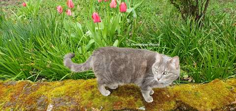 Tulipes dans le jardin