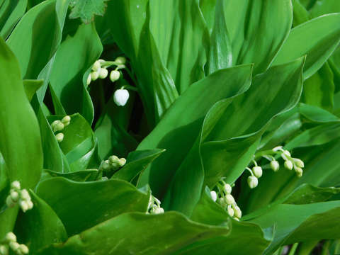 Gyöngyvirág