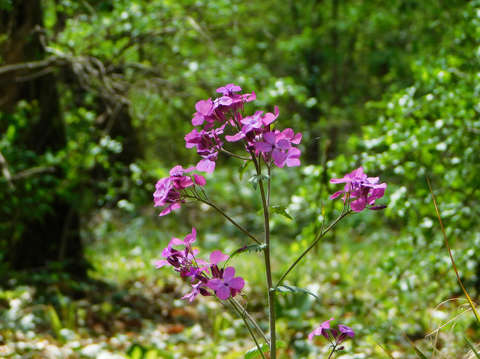 Holdviola