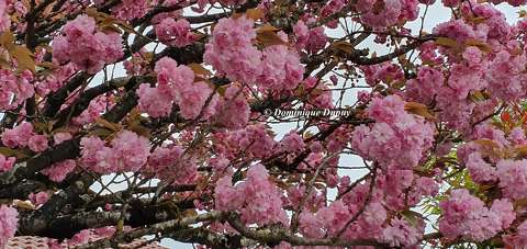Prunus Serrulata Kanzan