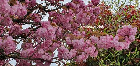 Prunus Serrulata Kanzan