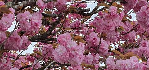 Prunus Serrulata Kanzan
