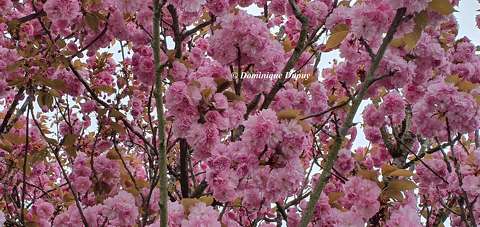 Prunus Serrulata Kanzan