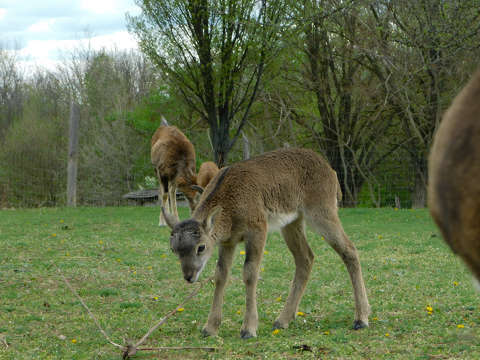 Bambi - Pákozdi vadaspark