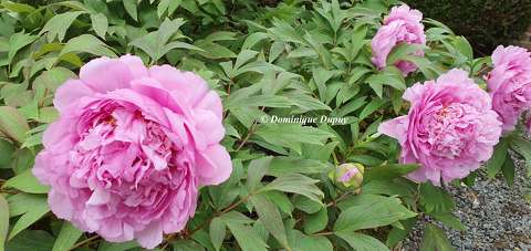 Pivoines