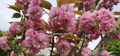 Prunus Serrulata Kanzan 1