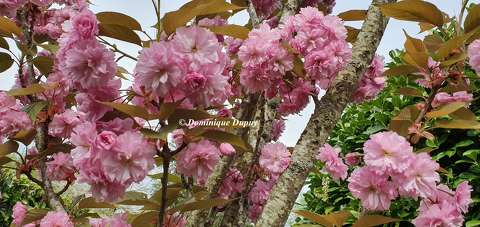 Prunus Serrulata Kanzan