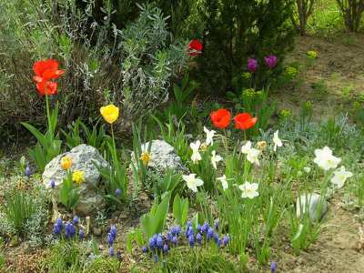 kertek és parkok nárcisz tavaszi virág tulipán