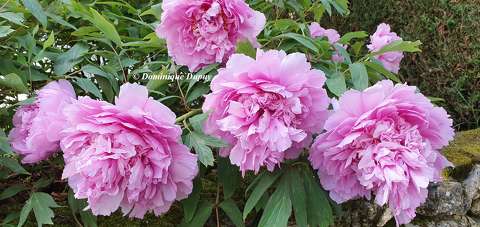Pivoines
