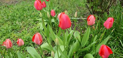 Tulipes