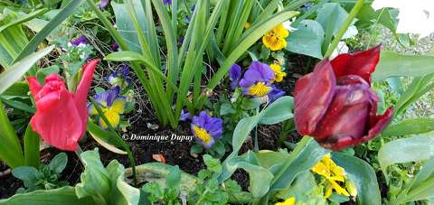 Tulipes et pensées
