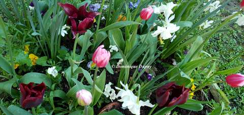 Tulipes