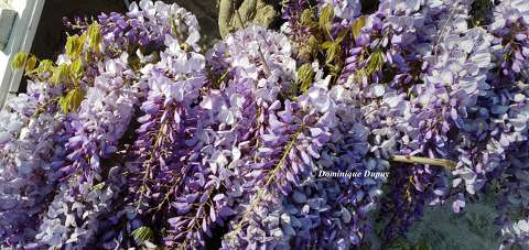 Glycine
