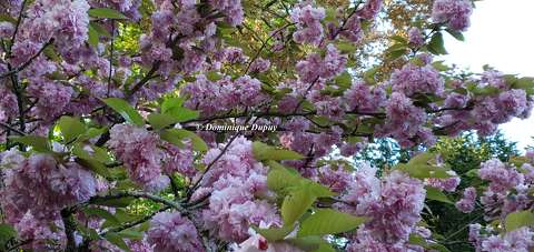 Prunus Serrulata Kanzan