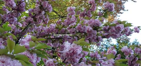 Prunus Serrulata Kanzan