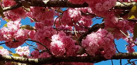 Prunus Serrulata Kanzan