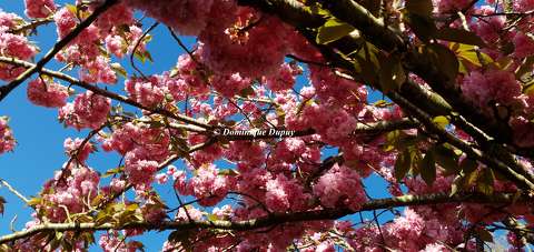Prunus Serrulata Kanzan