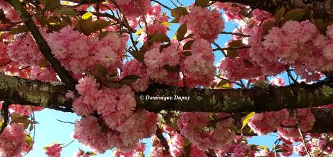 Prunus Serrulata Kanzan