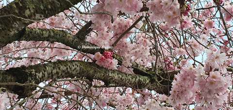 Prunus Serrulata Amanogawa