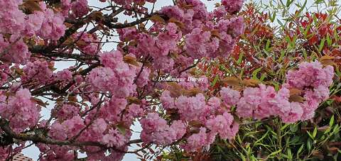 Prunus Serrulata Kanzan