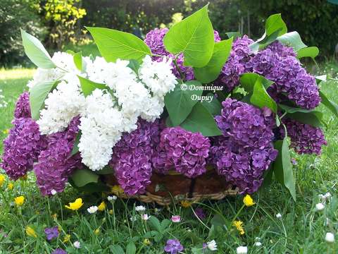Lilas